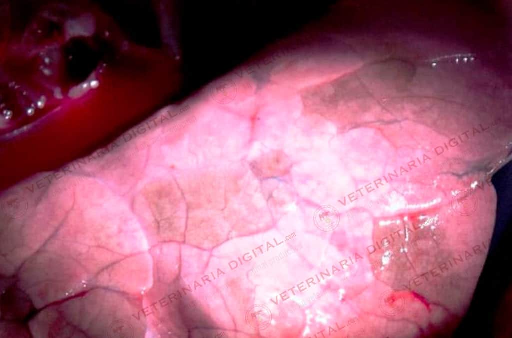 Lesions in the lungs,of Pasteurella haemolitica, in piglets from 2 months of age.