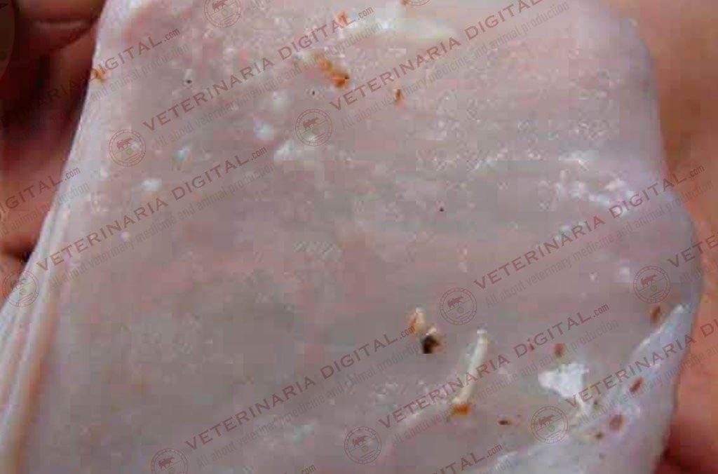 Lesiones por Trichoderma en buche