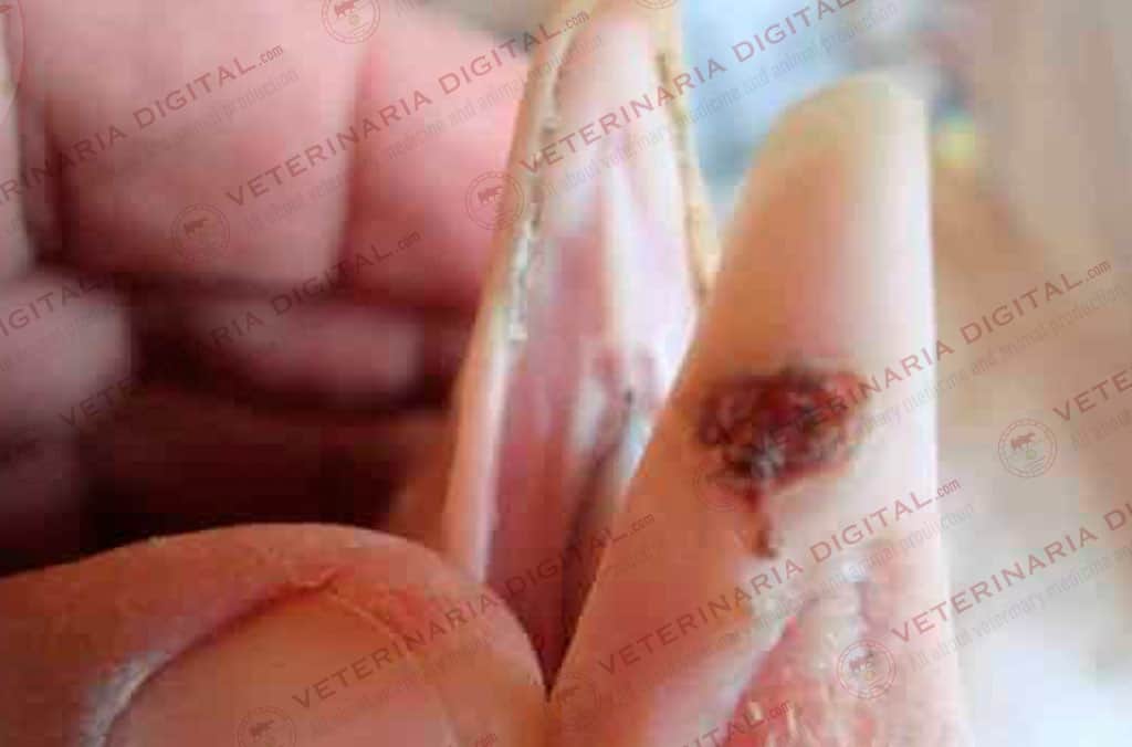 Tricodermosis en Pico y Paladar