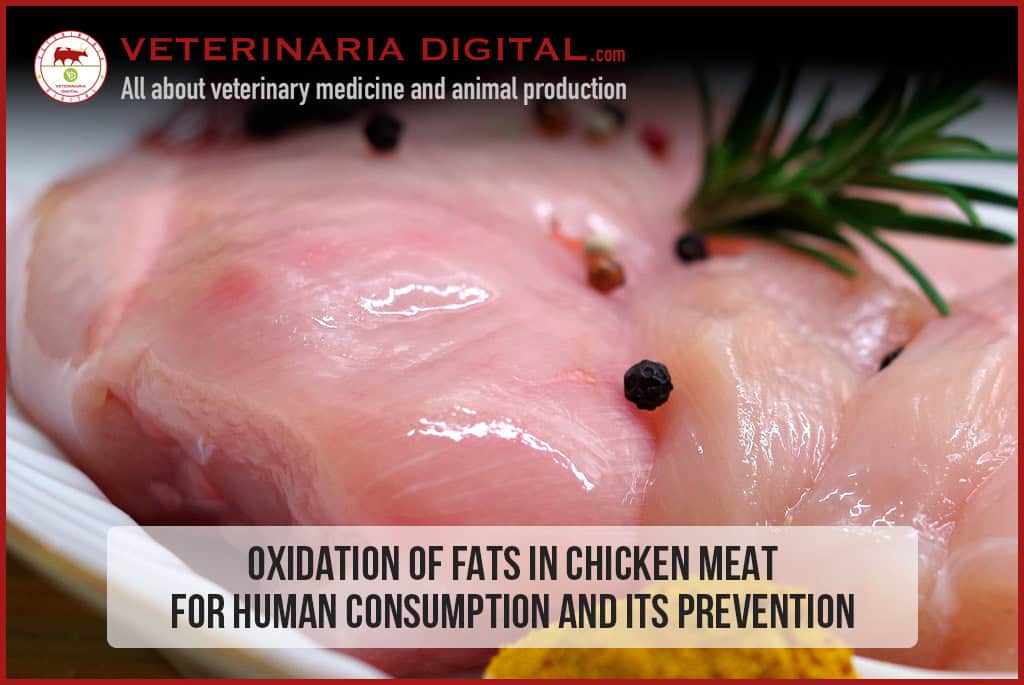 Oxidation of fats in chicken meat for human consumption and its prevention