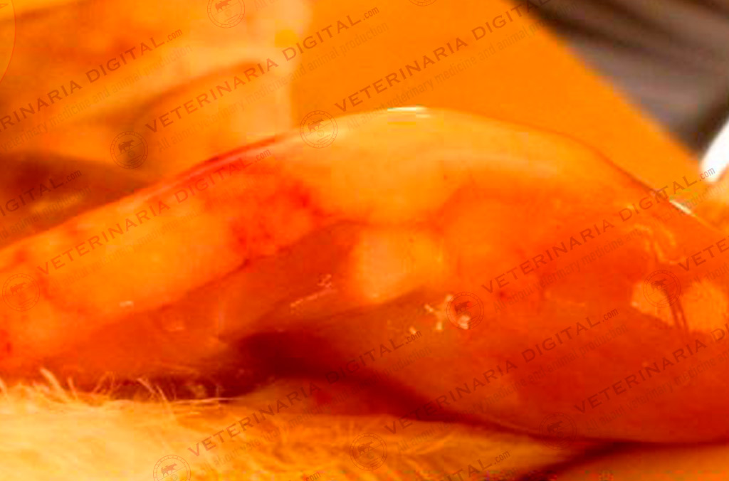 Avian colibacillary septicaemia