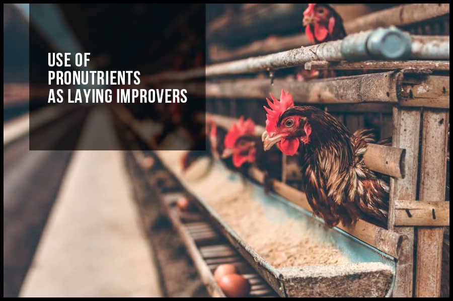 Use of pronutrients as laying improvers