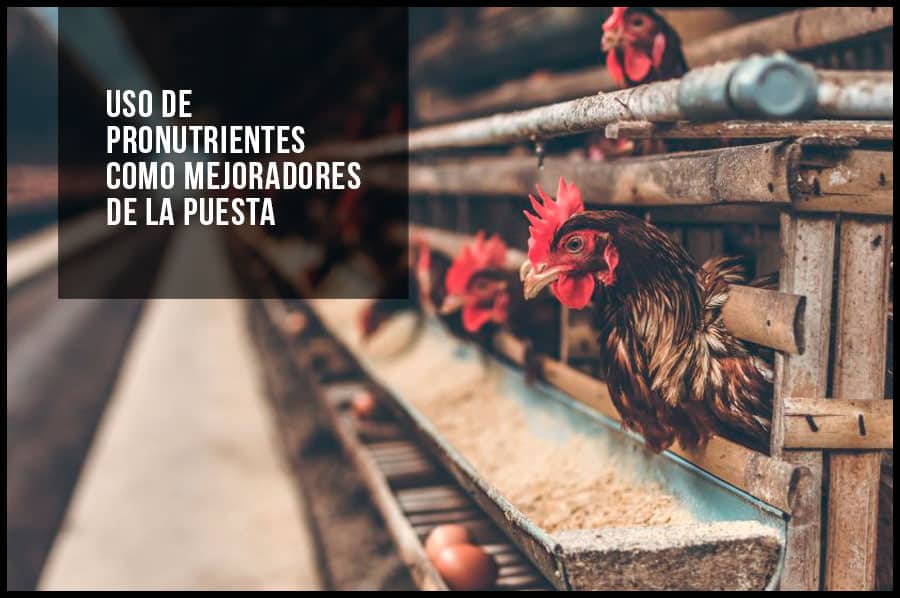 Uso de pronutrientes como mejoradores de la puesta