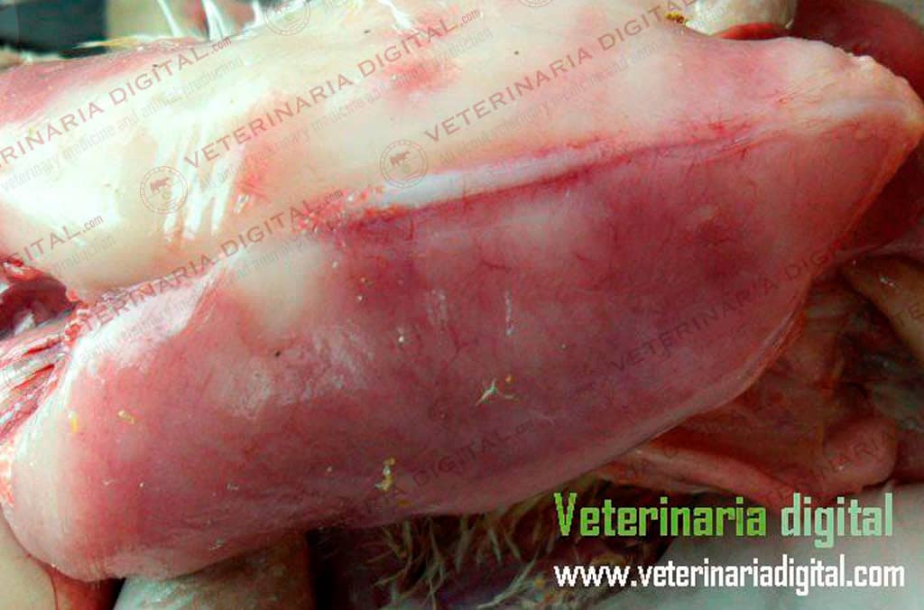 Avitaminosis E in broiler