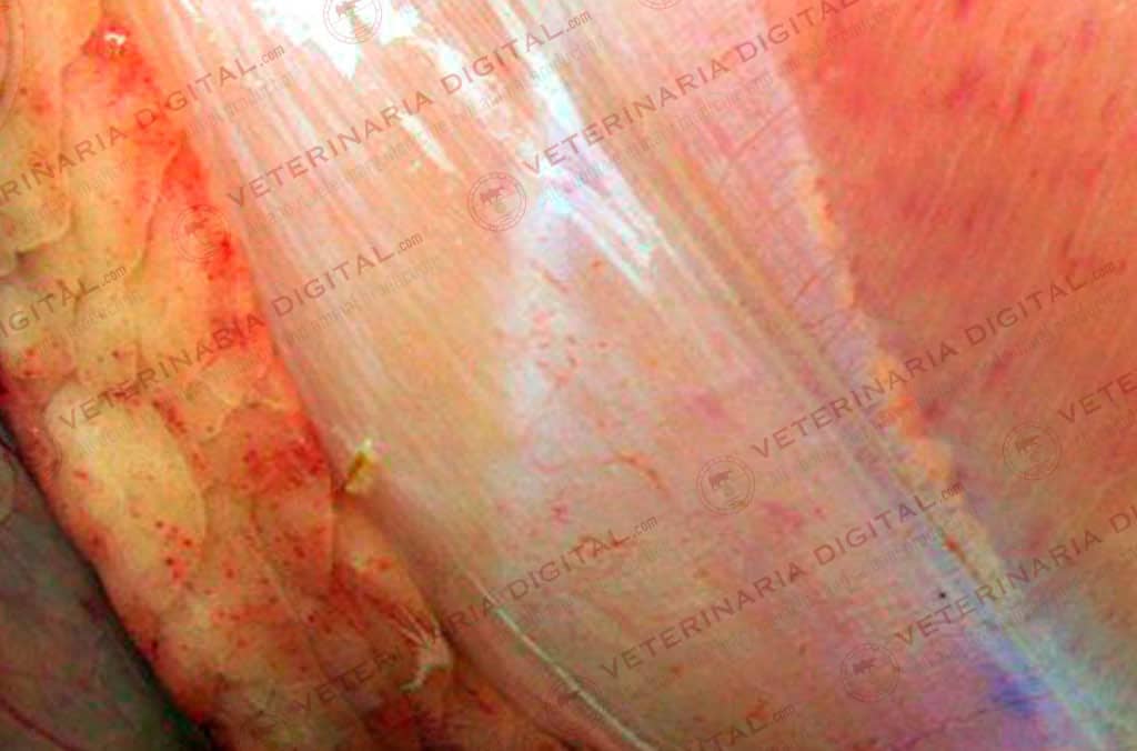 Colibacillary septicaemia and aflatoxins