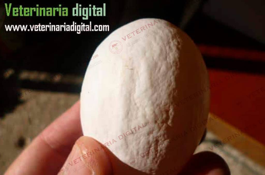 Deformation of the eggshell by infectious bronchitis
