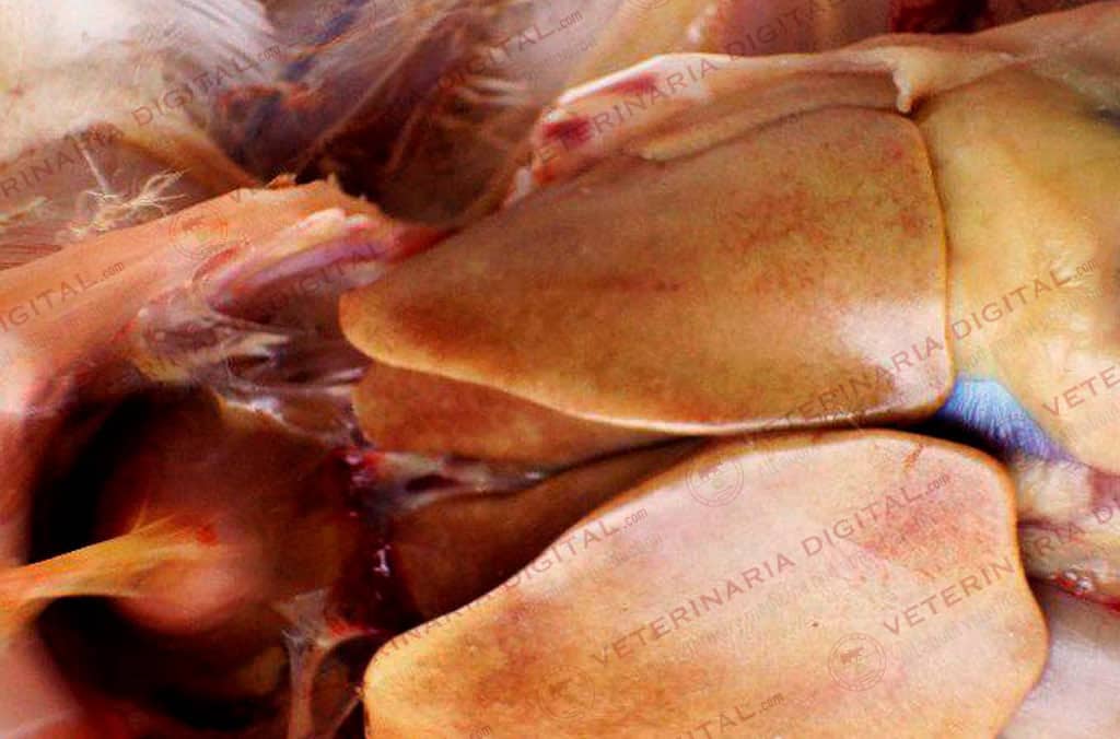 Esteatosis aviar