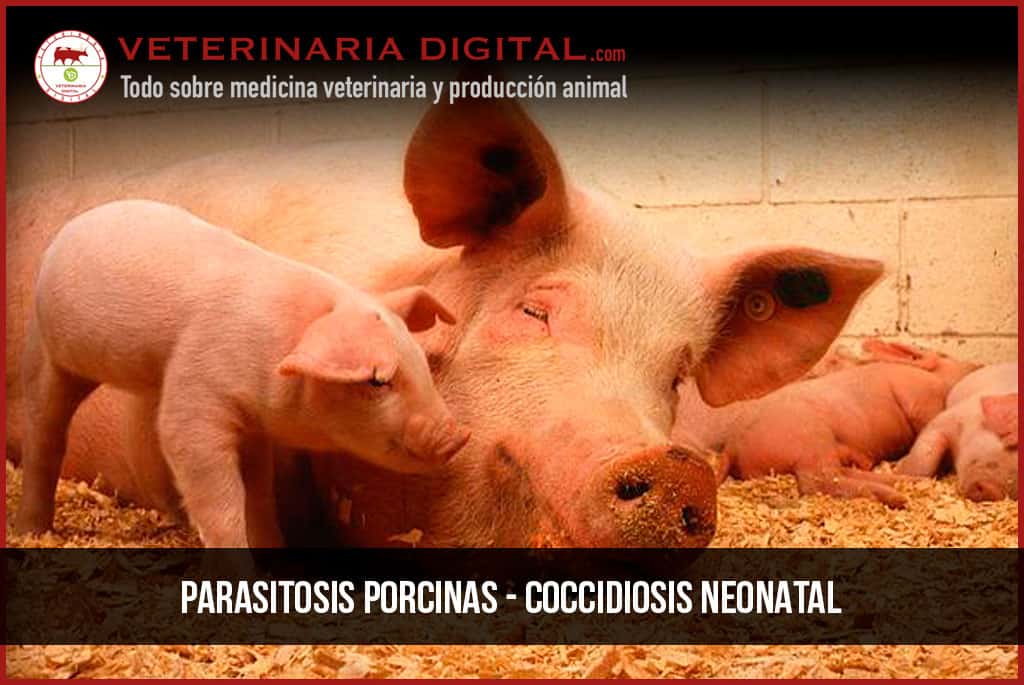 Parasitosis porcinas – Coccidiosis neonatal, Diagnóstico