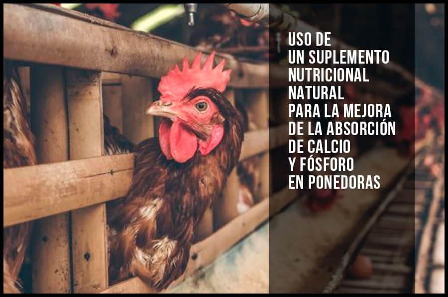 Uso de un suplemento nutricional natural para la mejora de la absorción de calcio y fósforo en ponedoras