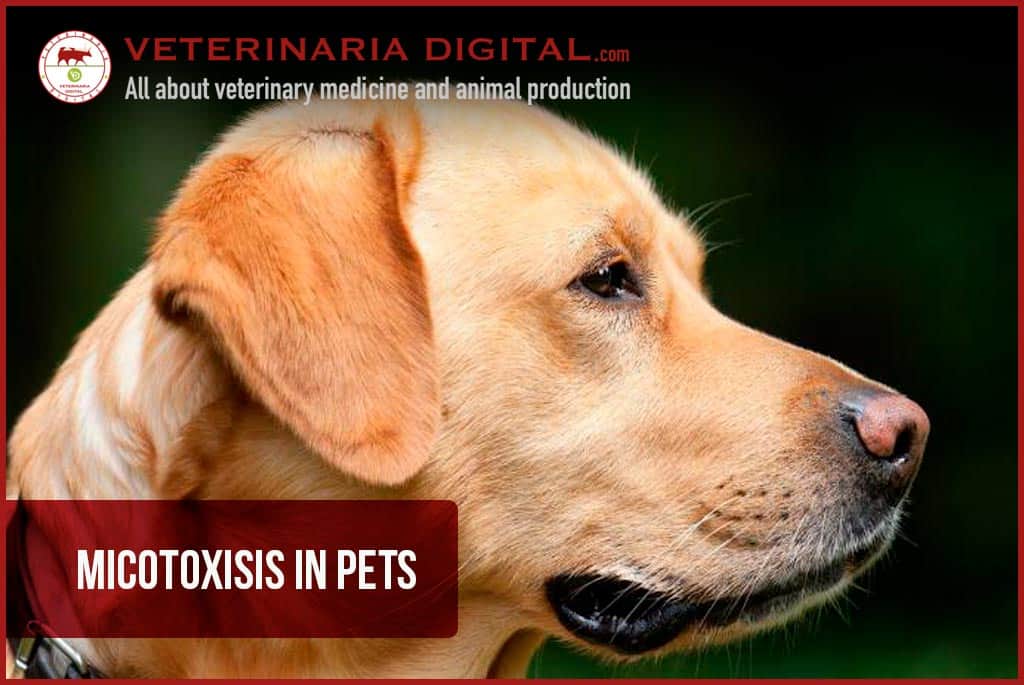 Micotoxisis in pets
