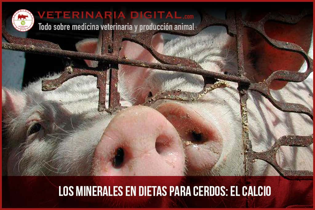 Los minerales en dietas para cerdos: El calcio
