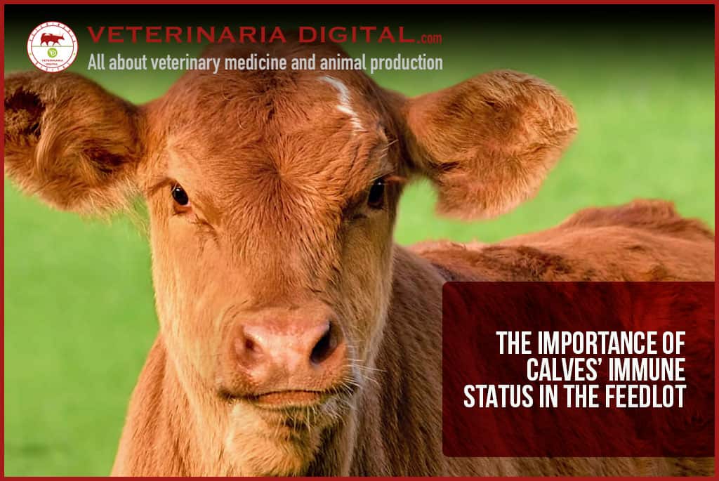 The importance of calves’ immune status in the feedlot