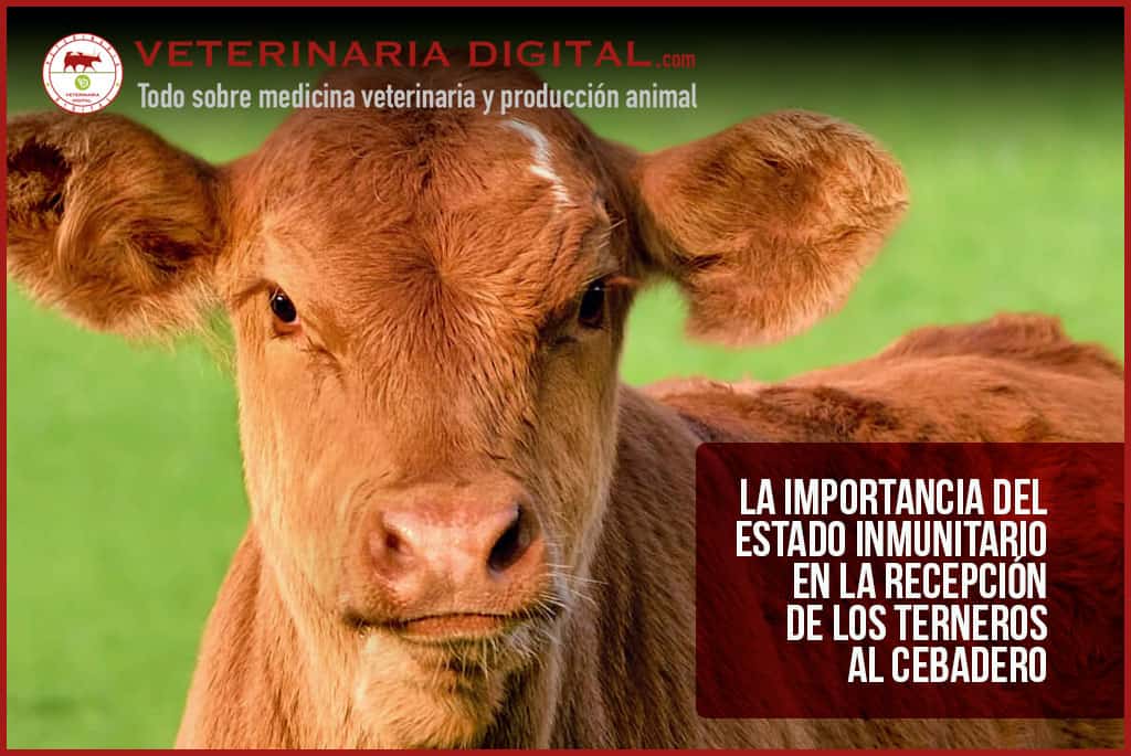 La importancia del estado inmunitario en la recepción de los terneros al cebadero
