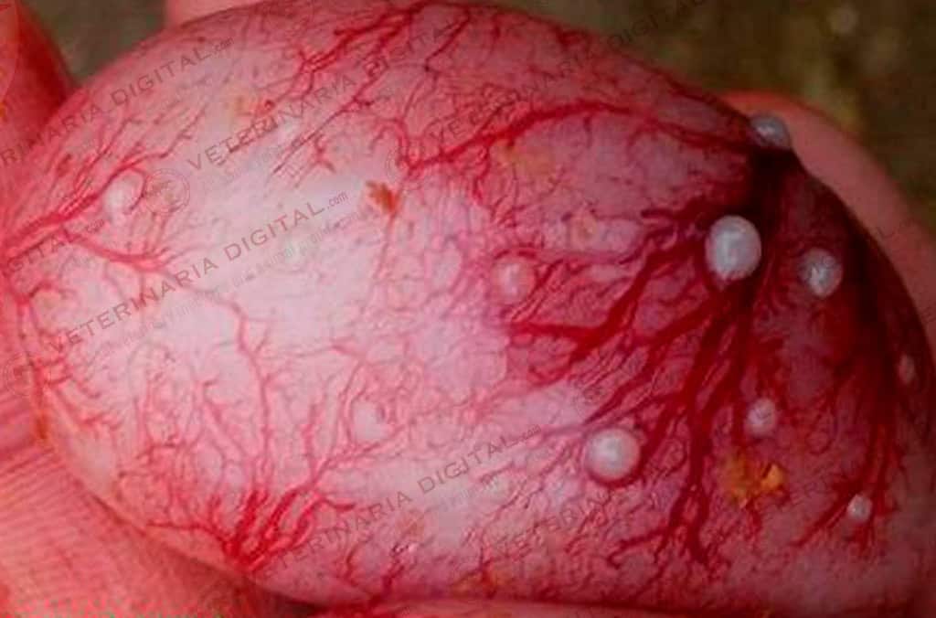Testicular superficial nodules