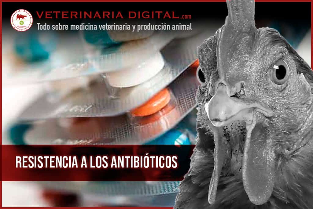 Resistencia a los antibióticos