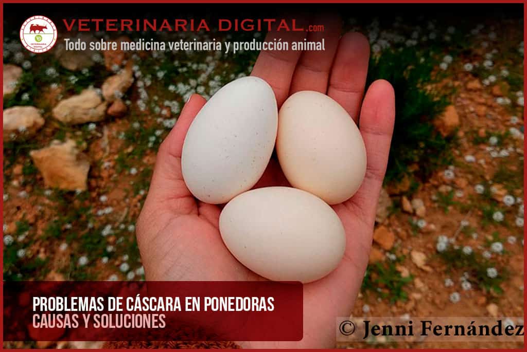 Problemas de cáscara en ponedoras: causas y soluciones