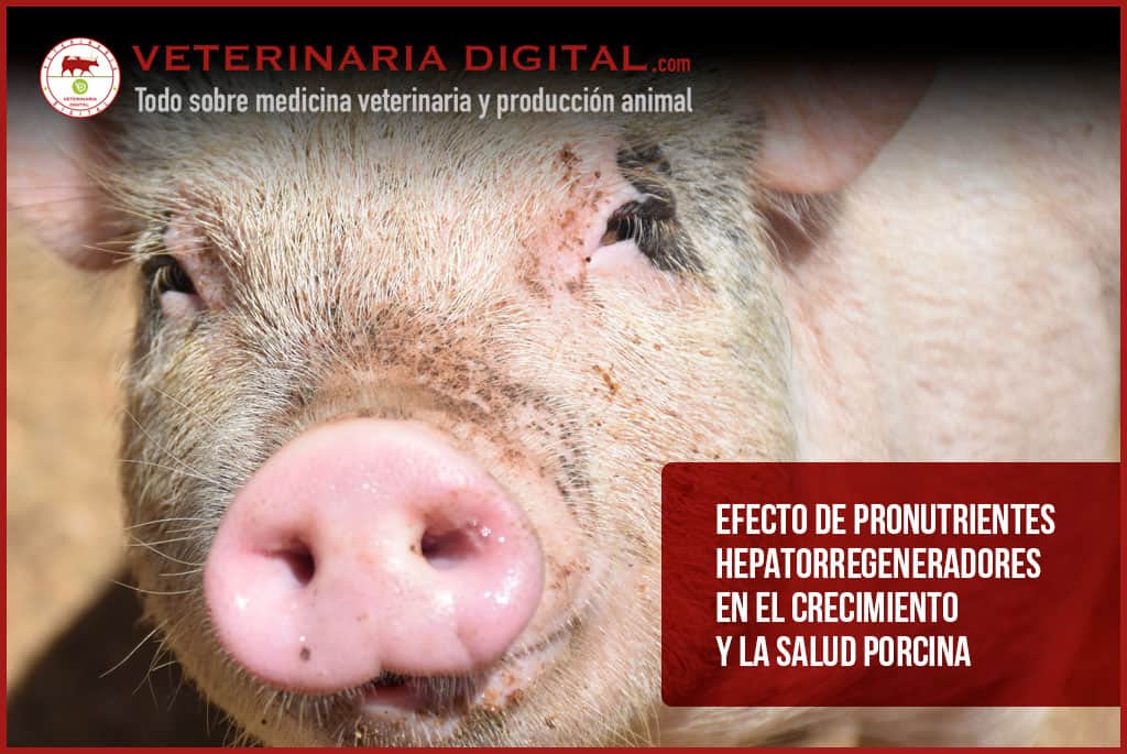 Efecto de pronutrientes hepatorregeneradores en el crecimiento y la salud porcina