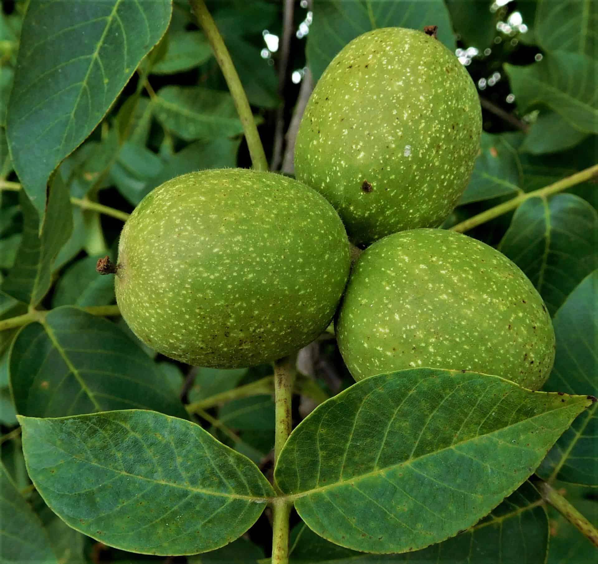 Nogal