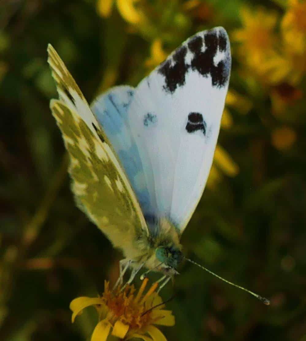 Pontia daplidice