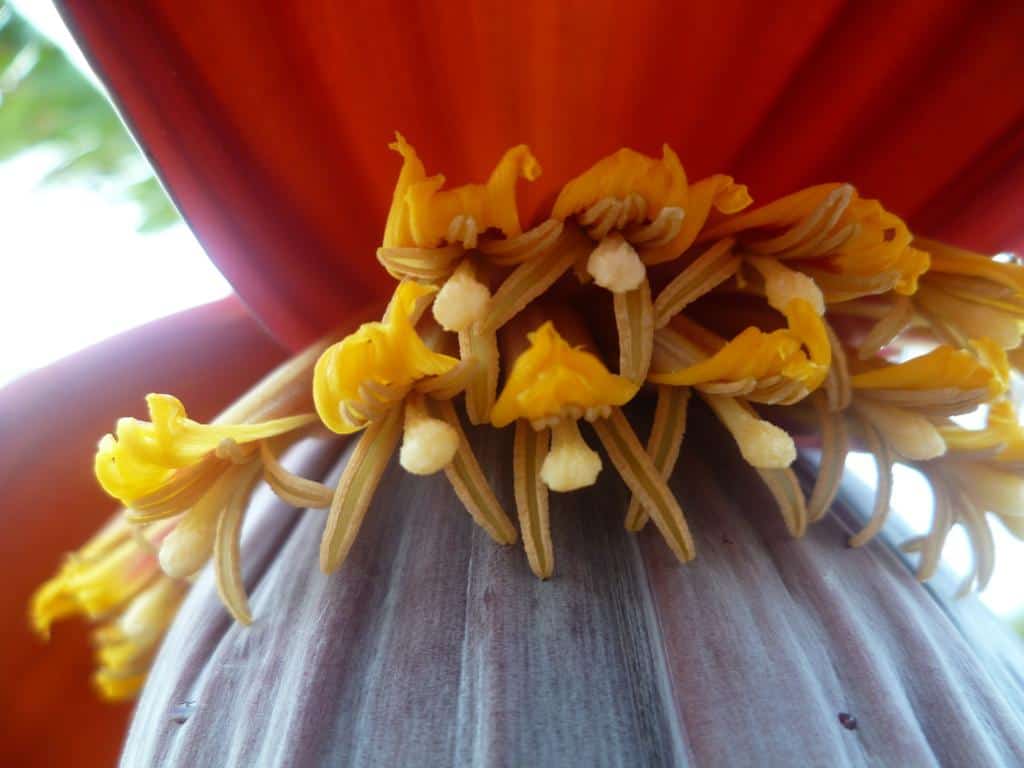 Flor de Platano