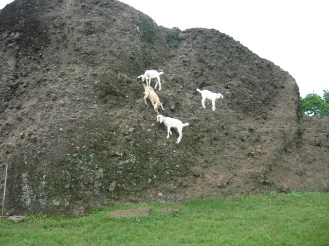 Cabras Jugando