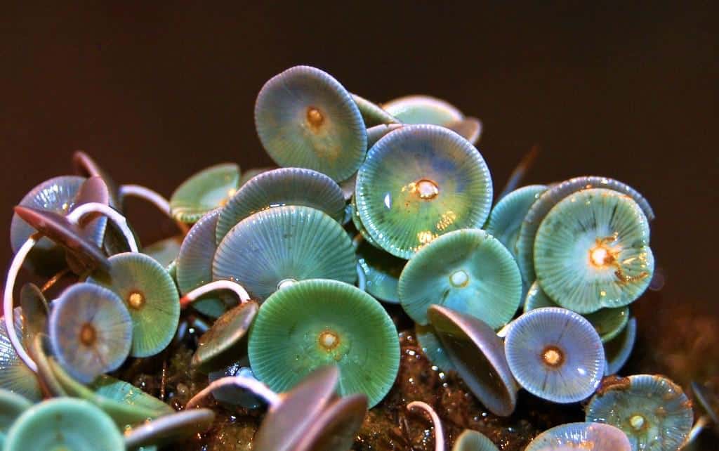 Acetabularia Mediterranea