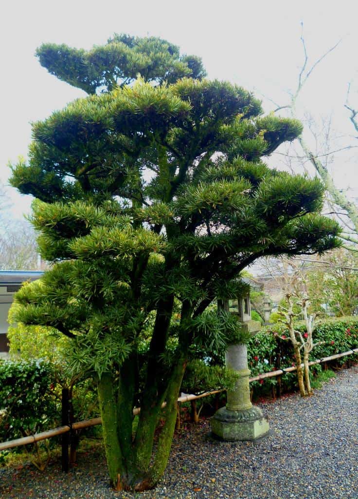 En los jardines de Kiyomizu Dera de Kyoto
