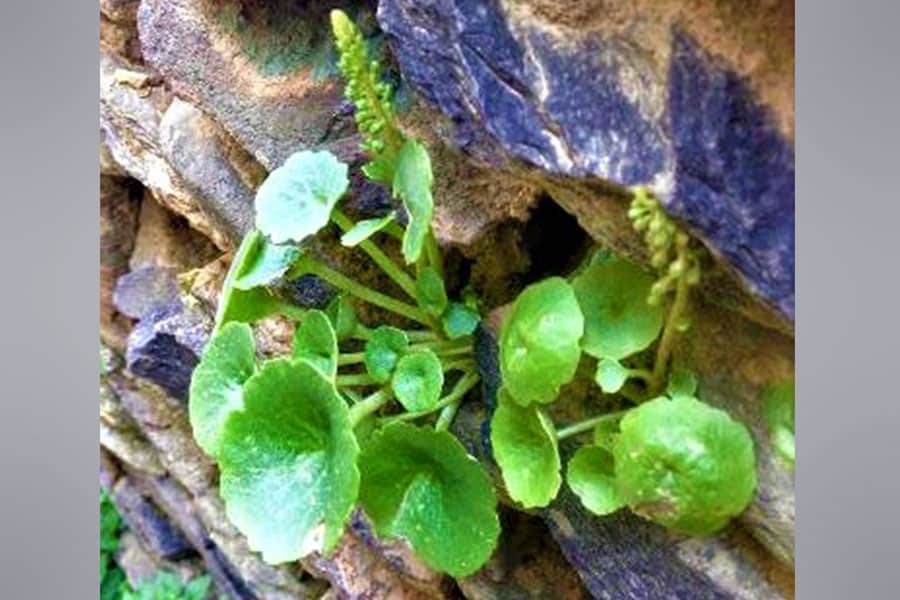 Hydrocotyle