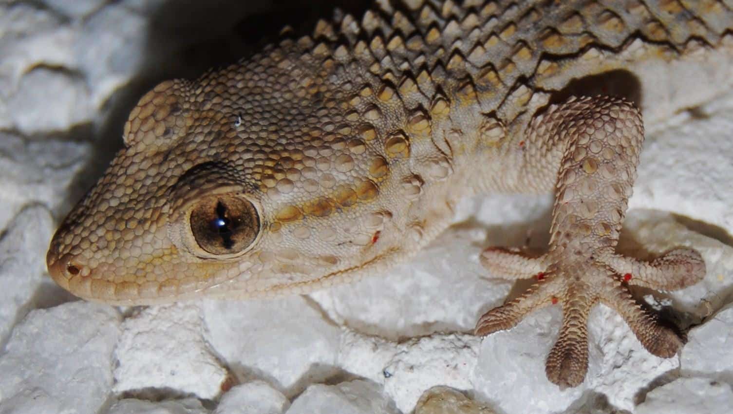 Gecko:Tarentula mauritanica