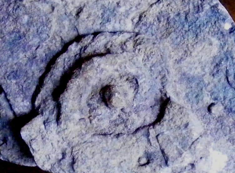 Amonnites del Ordovícico