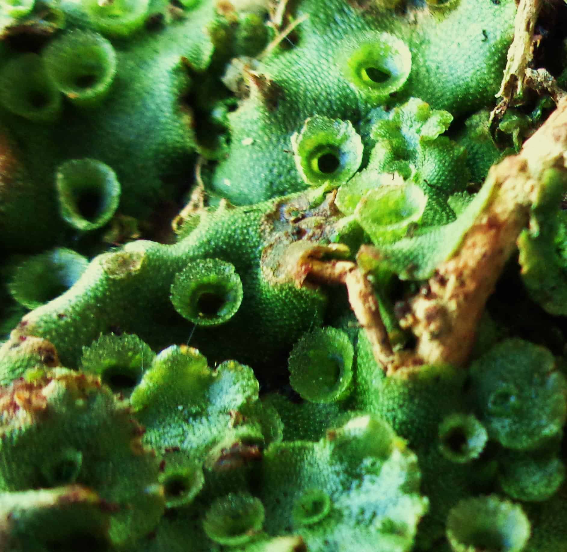 Lunularia cruciata
