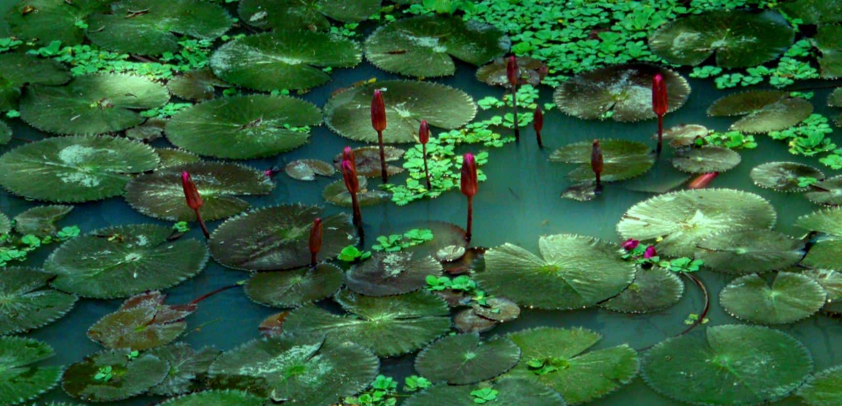 Nenúfar a Tailandia