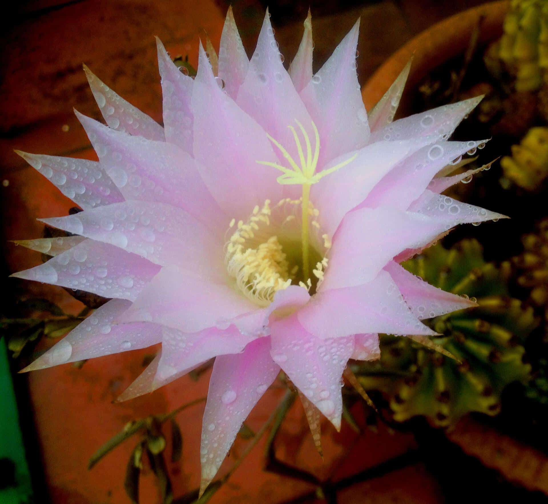 Gymnocalicium monville