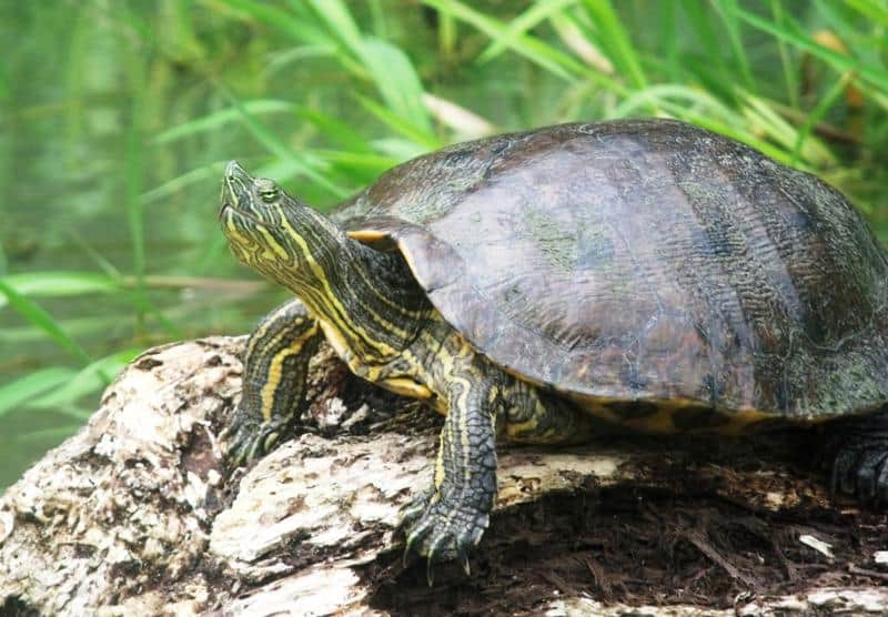 Tortuga Asoleandose