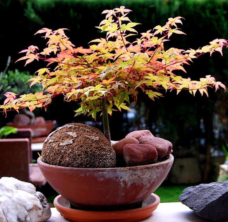 Arce Japones