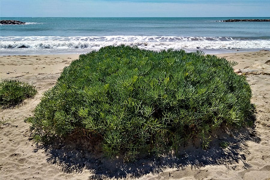 Marine fennel: Crithmum maritimum