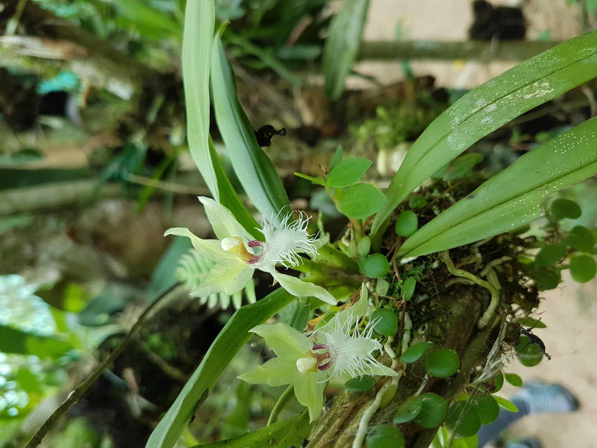 Orquídeas de la selva peruana