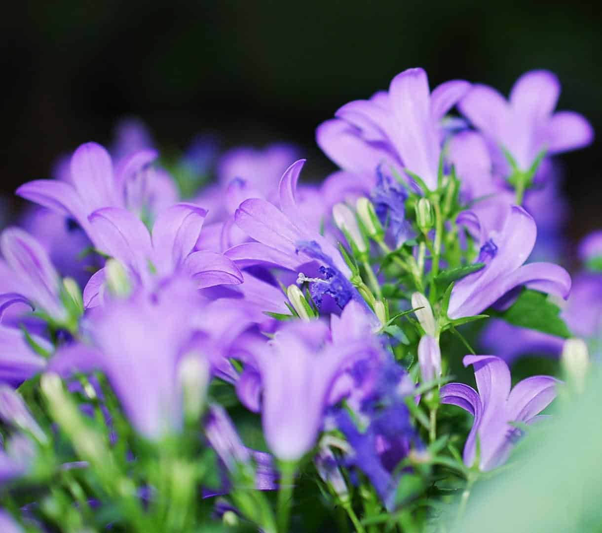 Campanula portenschagliana