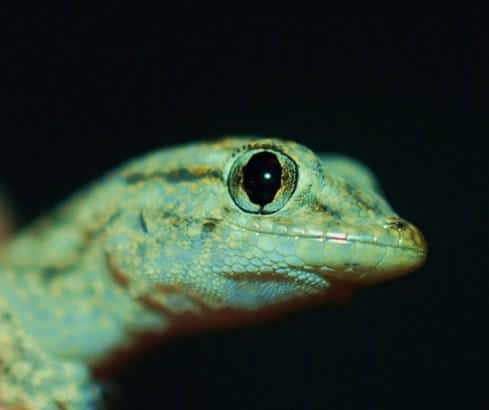 Gecko mediterraneo