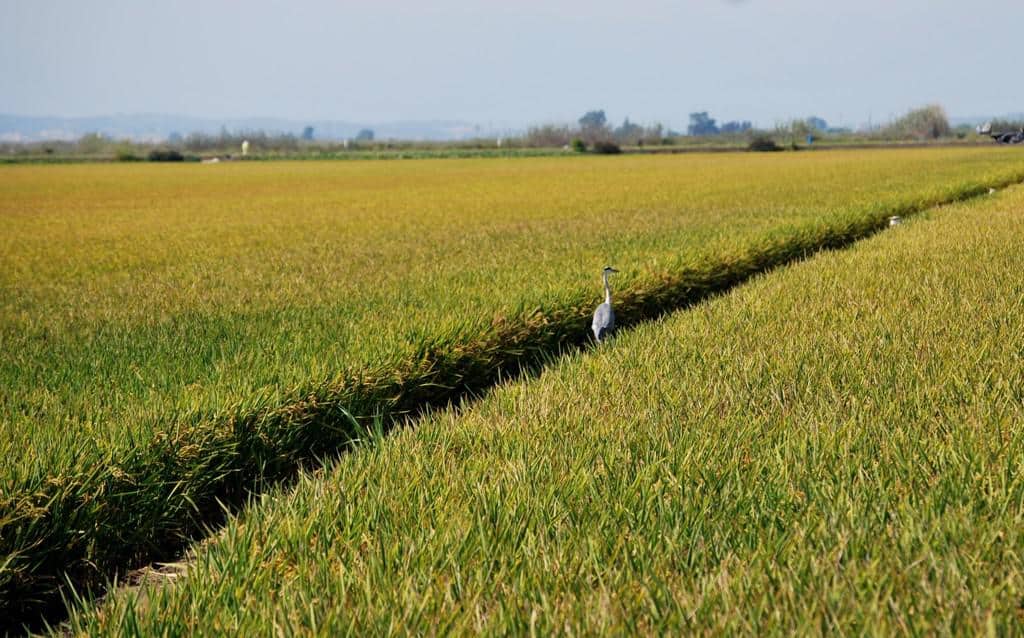 Campo de arroz al Sur de la provincia de Tarragona