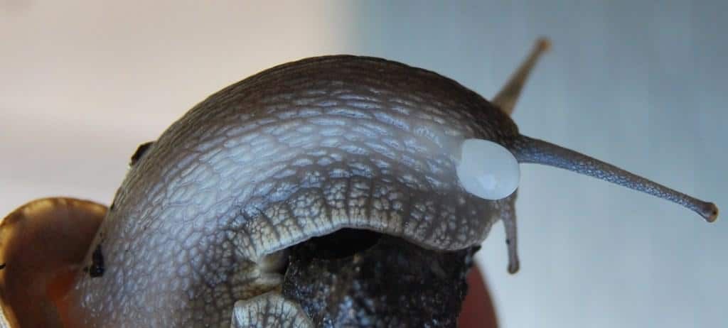 Caracol