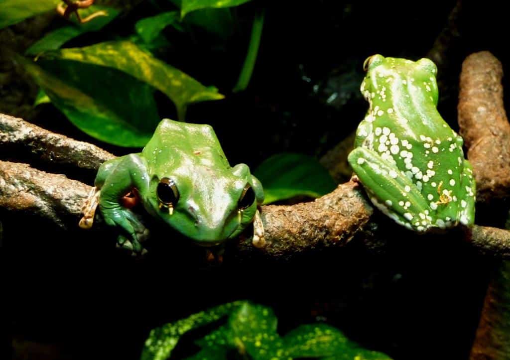 Ranas del Darien