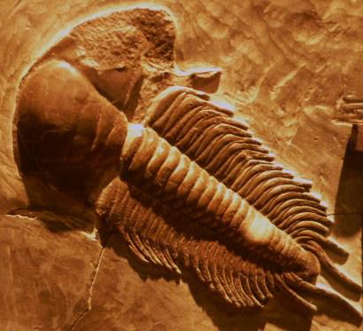 Trilobites