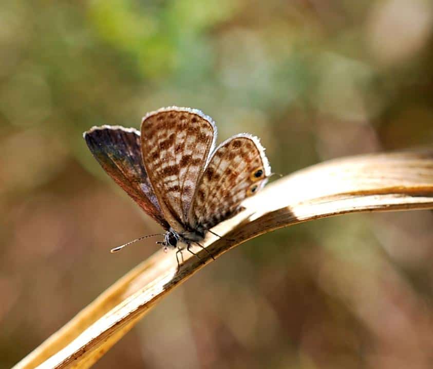 Leptotes pirithous