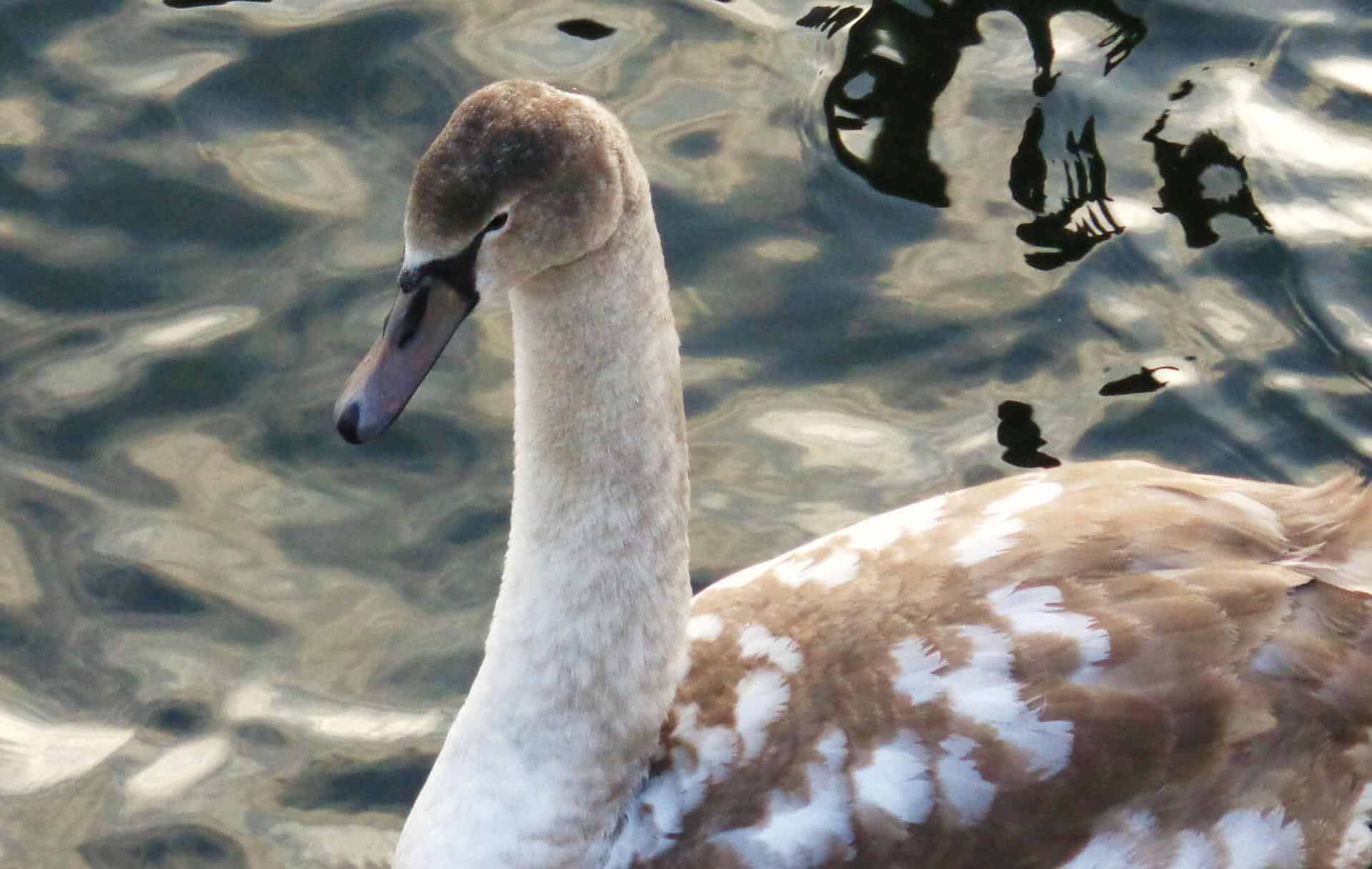 Cygnet baltico