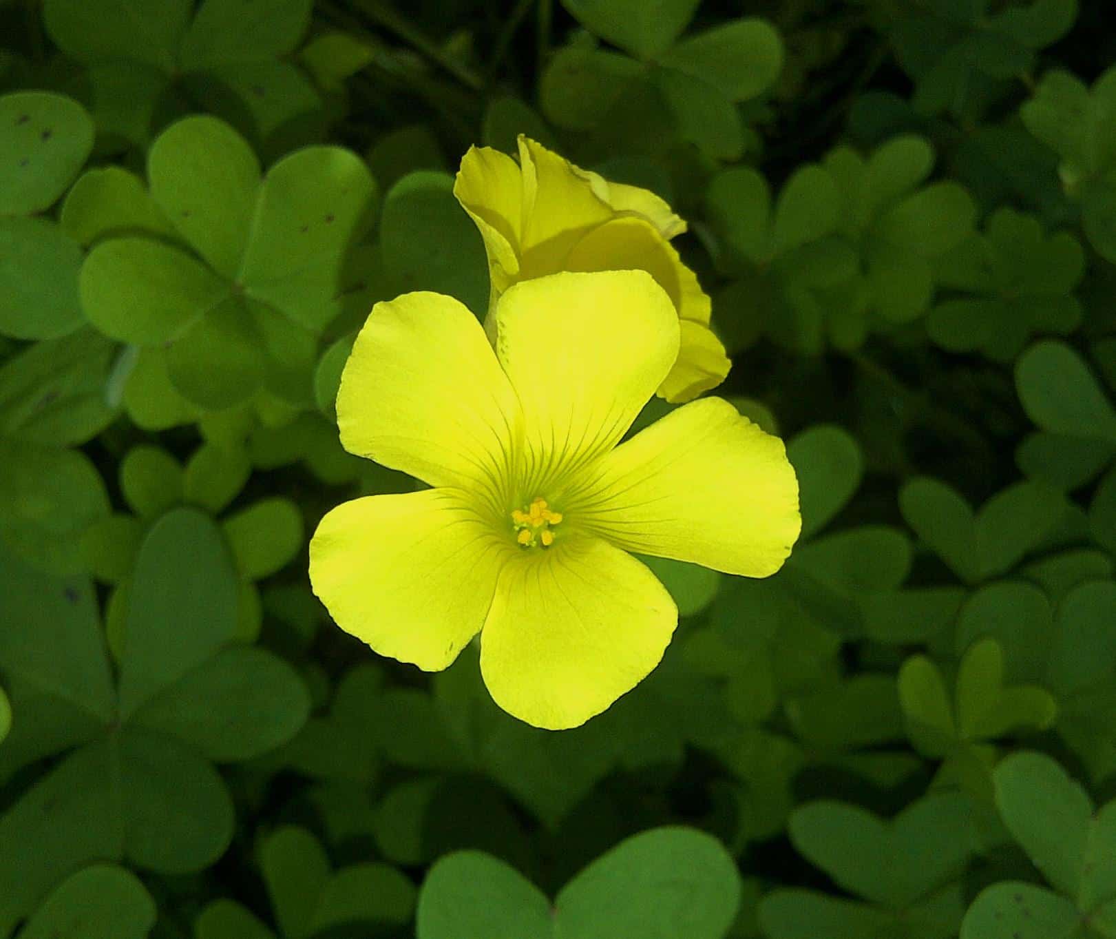 Oxalis repens