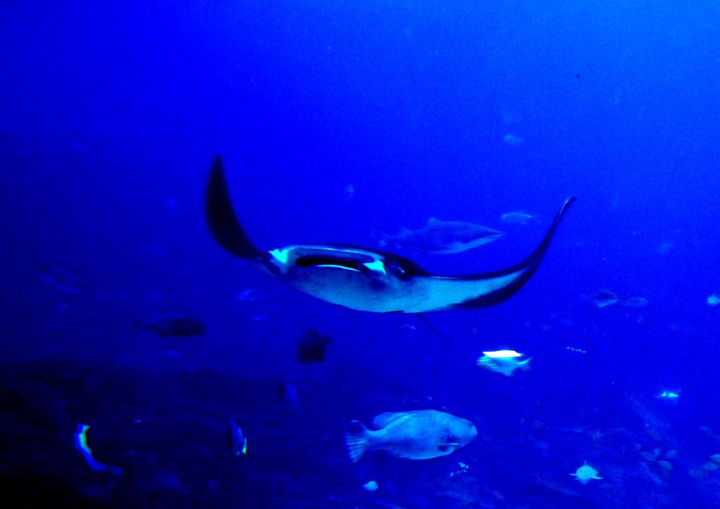 Mantarraya o Manta gigante (Manta birostris)