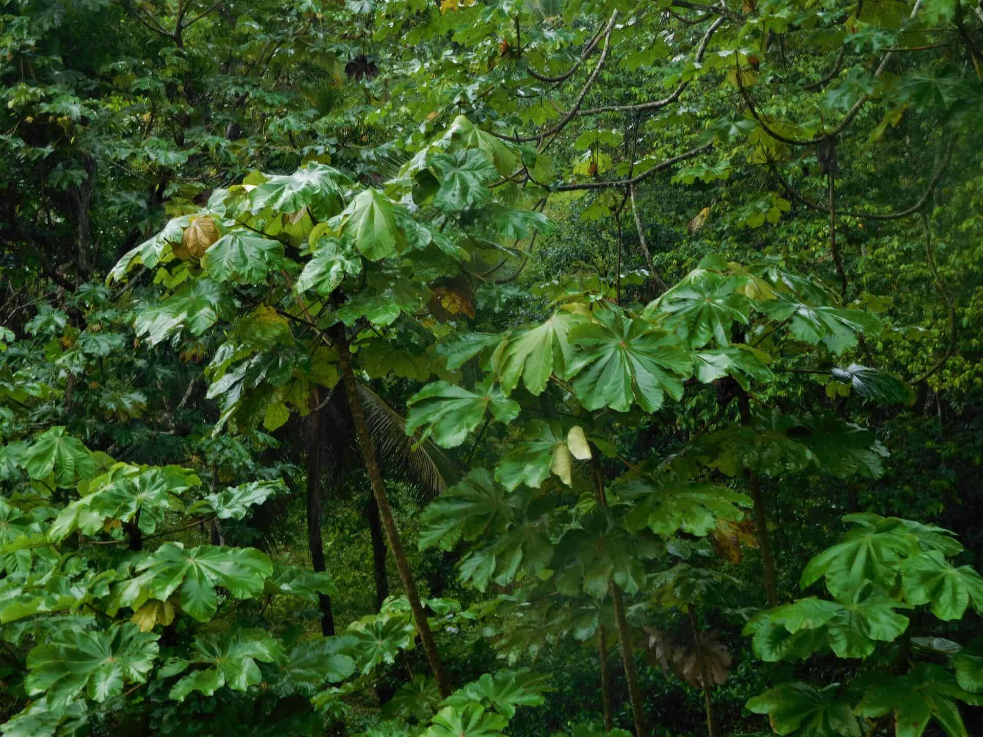 La selva lluviosa