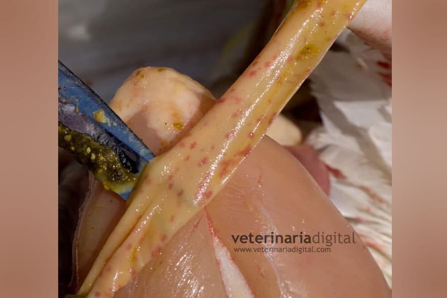 Avian necrotic enteritis