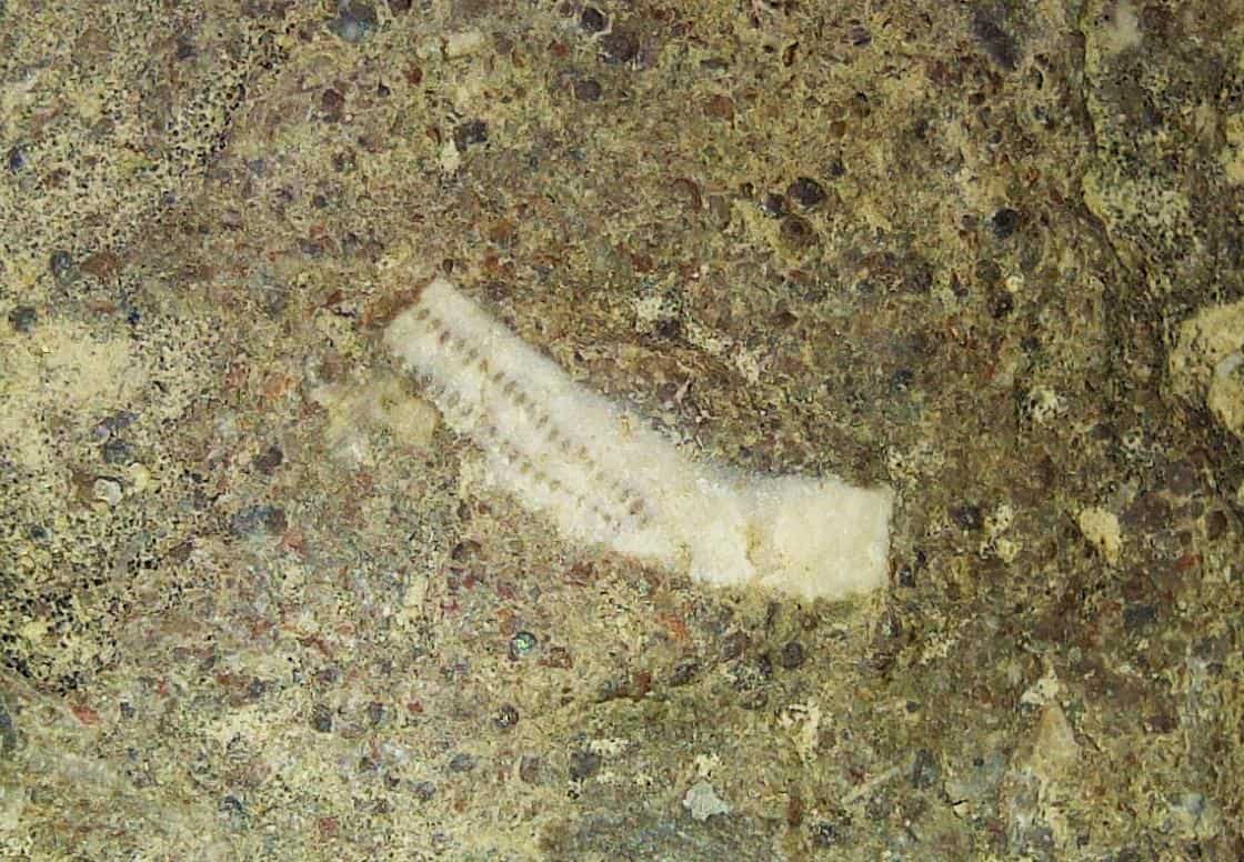 Tentaculites